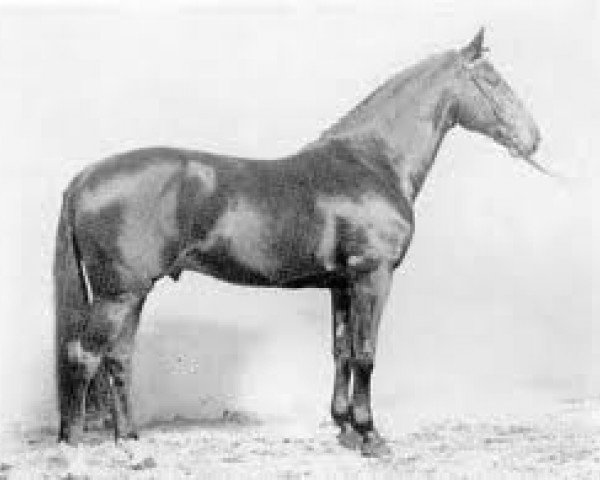Pferd Silvester (Holsteiner, 1978, von Silbersee 893 SWE)