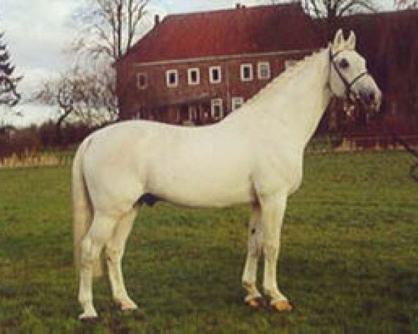 Pferd Lacapo (Holsteiner, 1980, von Landgraf I)