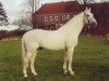 horse Lacapo (Holsteiner, 1980, from Landgraf I)