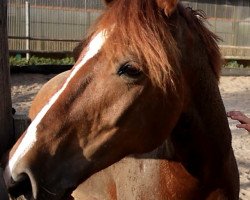 dressage horse Danell (German Riding Pony, 2003, from Don Nobel)