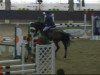 jumper Pikeur A Kind of Magic (Hanoverian, 2007, from Armitage)