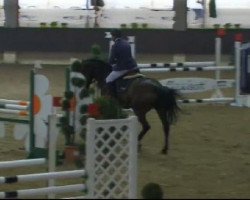 jumper Pikeur A Kind of Magic (Hanoverian, 2007, from Armitage)