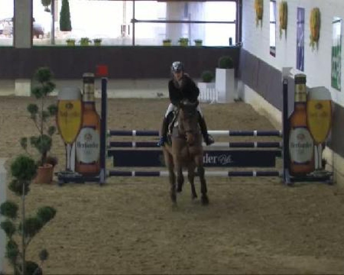 jumper Flying Camel (Westphalian, 2007, from Flamur)