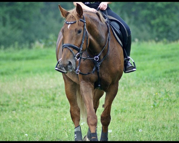 Pferd Prinz'es Lady Fox (Selle Français, 2003, von Indoctro II)