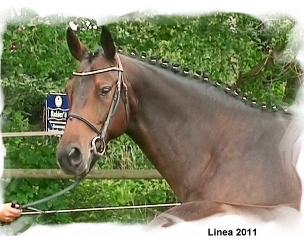 broodmare Linea (Hanoverian, 2003, from Lauries Crusador xx)