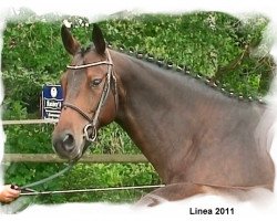 Pferd Linea (Hannoveraner, 2003, von Lauries Crusador xx)