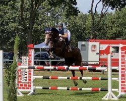 jumper Orlanda S (Oldenburg show jumper, 2016, from Orlando van de Heffinck)