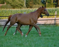 Zuchtstute Happy V (Trakehner, 1993, von Banditentraum)