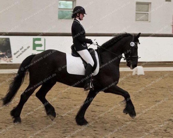 dressage horse Ivor S. (Friese, 2002, from Rintse 386)