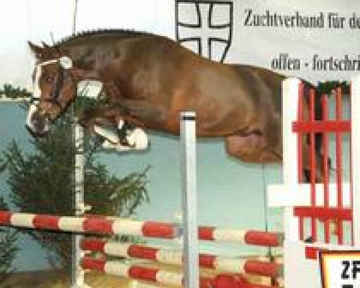 Deckhengst Towerlands Anglezarke (Deutsches Reitpony, 2008, von Kingston)