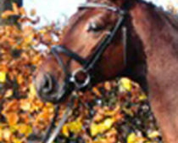 stallion Calouso (Hanoverian, 2009, from Canturano I)