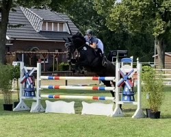 broodmare Diamants Magiques S (Oldenburg show jumper, 2016, from Diarado)