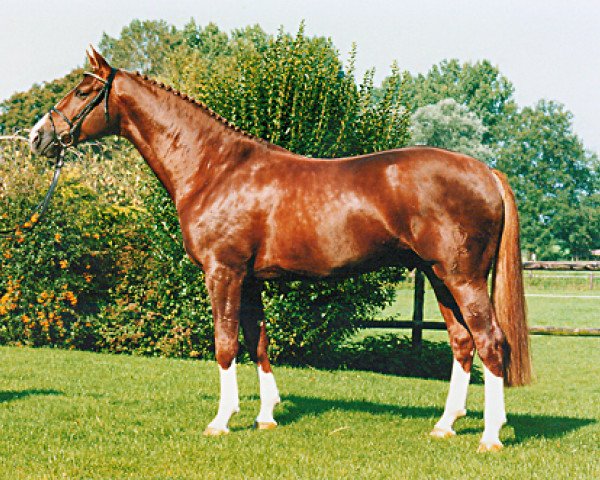 stallion Dinard L (Westphalian, 1988, from Damokles)