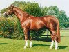 stallion Dinard L (Westphalian, 1988, from Damokles)