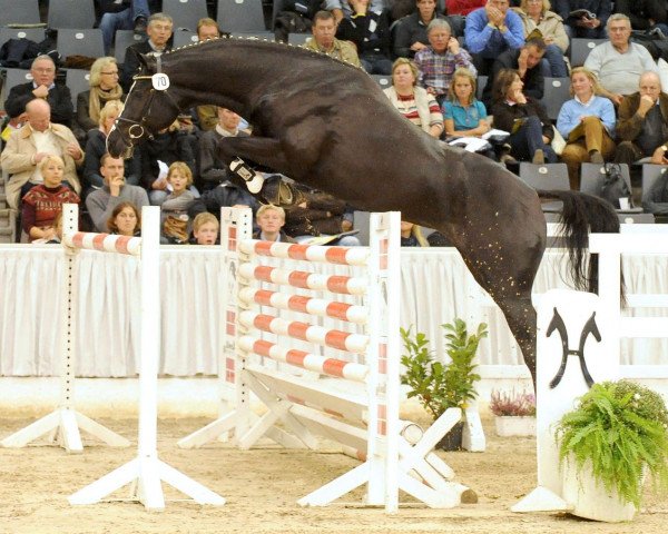 stallion Clifton Ask (Hanoverian, 2009, from Clintord)