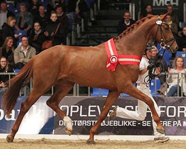 Deckhengst Zorba Hojris (Dänisches Warmblut, 2009, von Zack)