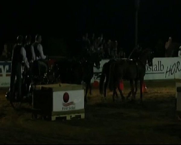 horse Monti 176 (German Riding Pony, 2004, from Mac Namara)