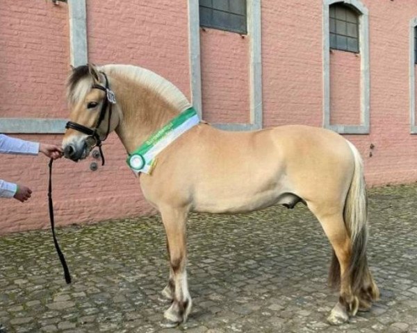 horse Vitto (Fjord Horse, 2019, from Kamillas Tord)