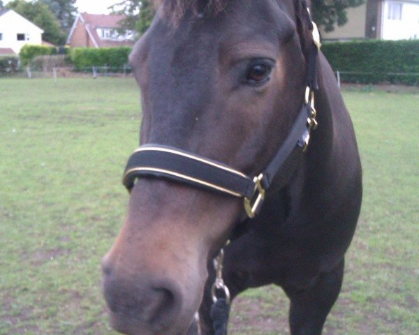 Pferd Tom (Exmoor-Pony, 2003)