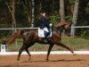 dressage horse Dejavue (Hanoverian, 2002, from Dacaprio)