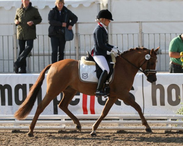 broodmare Doris Day (German Riding Pony, 2008, from FS Don't Worry)