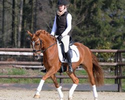 dressage horse Lundberg 2 (German Riding Pony, 2005, from Lucky Strike)