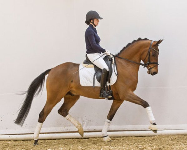 Dressurpferd Daily Pleasure (Deutsches Reitpony, 2008, von Dance Star AT)