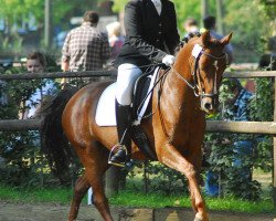 dressage horse Anka P (German Riding Pony, 2003, from Constantin)