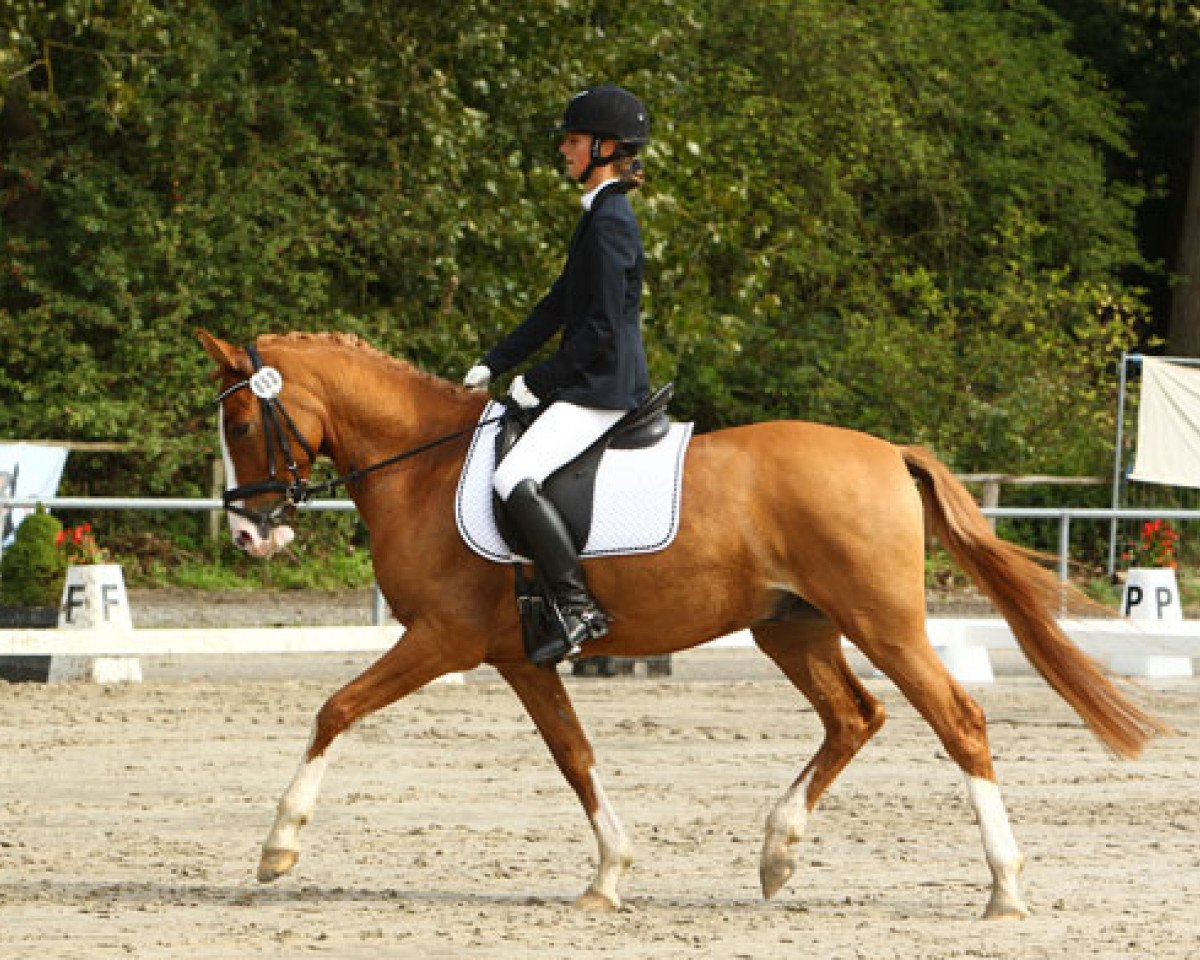 Springpferd Dandino A (Deutsches Reitpony, 2004, von FS Don't Worry)