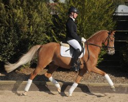 dressage horse HB Dancing Daylight (German Riding Pony, 2006, from HB Daylight)