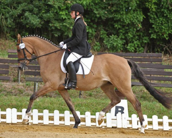broodmare Dahlia (German Riding Pony, 2007, from Blokland's Hoeve's Mr. Silvano)