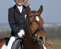 dressage horse Davidoff (Westphalian, 2005, from Dreamdancer)