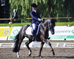 Dressurpferd Holsteins Derwisch (Deutsches Reitpony, 2004, von Fs Disagio)