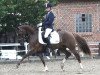 dressage horse Der Kleine Lord 23 (German Riding Pony, 2006, from Der feine Lord AT)