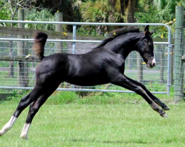 horse CF Dance With Me (German Riding Pony, 2015, from Don De Marco)