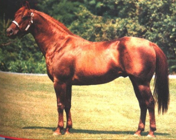 stallion Docs Benito Bar (Quarter Horse, 1963, from Doc Bar)