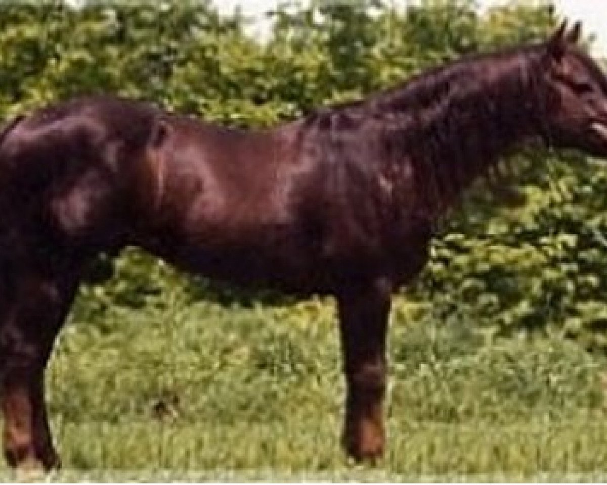 stallion Great Pine (Quarter Horse, 1966, from Poco Bright Star)