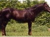 stallion Great Pine (Quarter Horse, 1966, from Poco Bright Star)