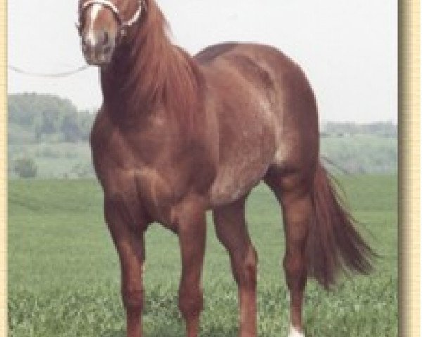 Deckhengst Mister Cody Pine (Quarter Horse, 1986, von Great Pine)
