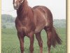 Deckhengst Mister Cody Pine (Quarter Horse, 1986, von Great Pine)