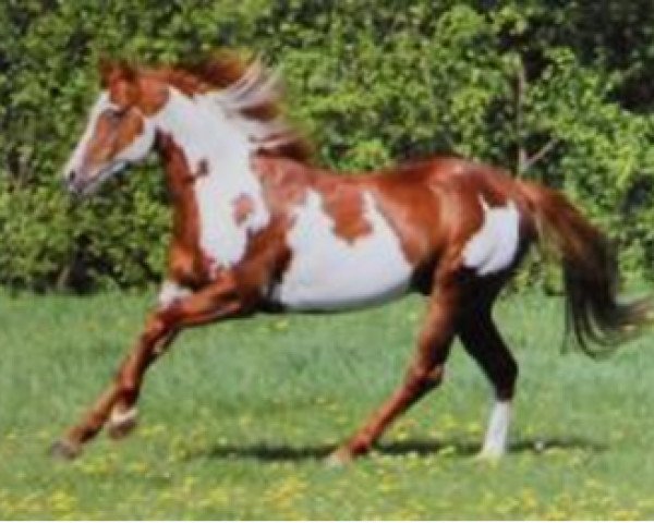 stallion BTS Jim Cody (Paint Horse, 1994, from Mister Cody Pine)