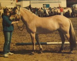 horse Leika (Fjord Horse, 1982, from Olger F 114)