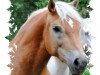 Pferd Nastello (Haflinger, 2004, von Nastral)