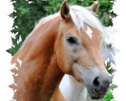 Pferd Nastello (Haflinger, 2004, von Nastral)