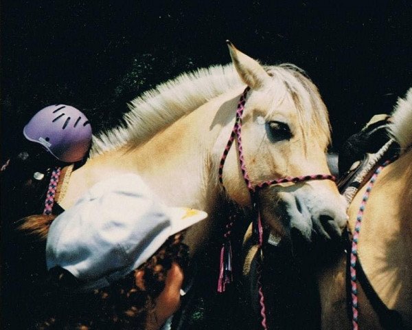 Zuchtstute Larissa (Fjordpferd, 1986, von Olger F 114)