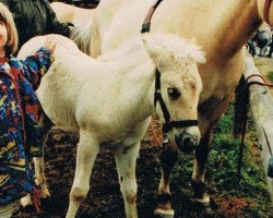 Pferd Lydie vom Wiesental (Fjordpferd, 1993, von Orlandos)