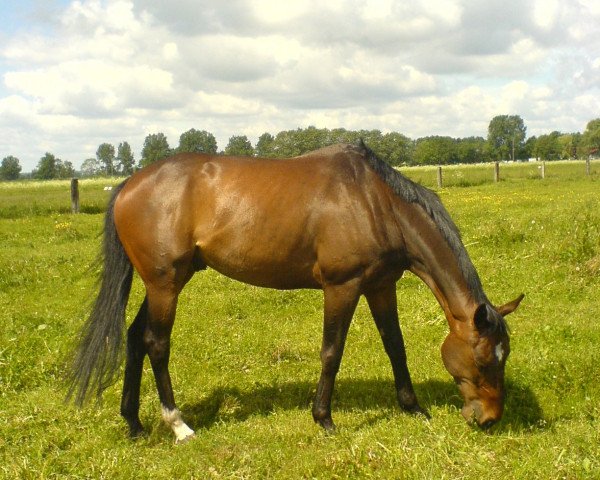 horse Alcirass xx (Thoroughbred, 2005, from Alkalde xx)