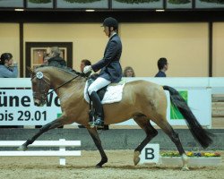 dressage horse Duke G (Westfale, 2006, from FS Don't Worry)