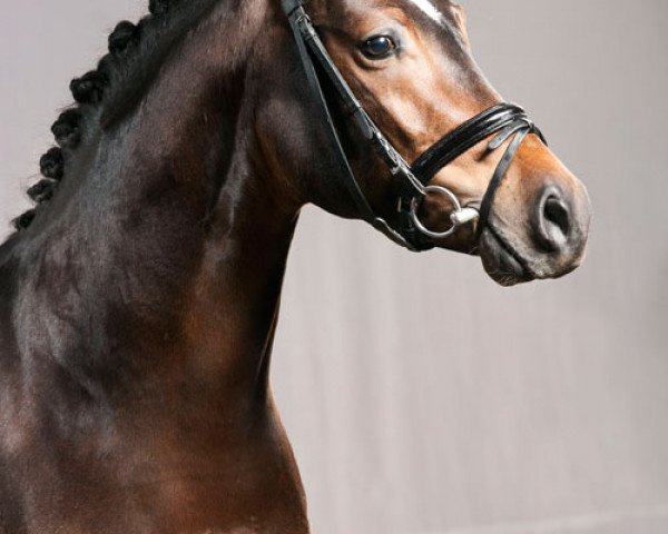 Dressurpferd De la Rosa (Deutsches Reitpony, 2008, von Dressman)