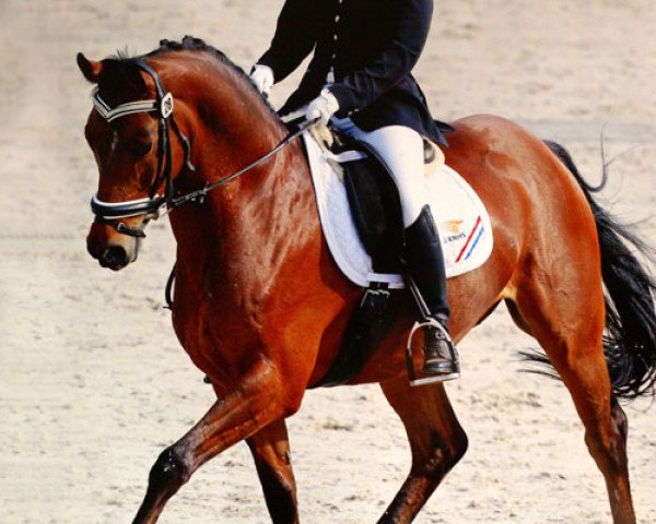 Dressurpferd Beukenhof's Ricardo (Nederlands Welsh Ridepony, 2004, von Morgenland's Fabian)